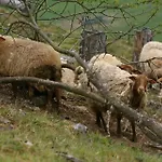 Le Chaleureux De 3